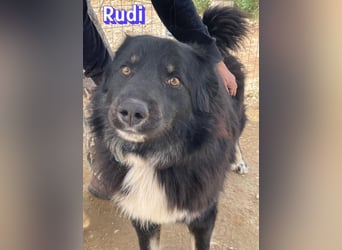 Rudi - Wuschelchen sucht Kuschelkörbchen
