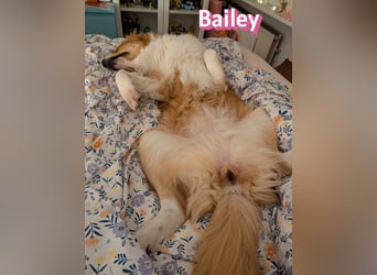 Bailey 04/24 - charakterstarke Hündin sucht neues Zuhause