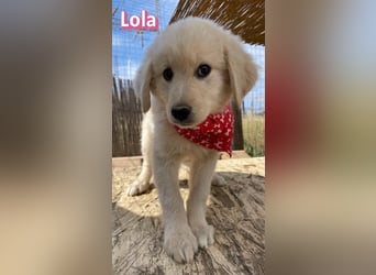 Lola, 02/26 - Wuschelchen sucht Körbchen