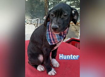 Hunter - sozial und verschmust