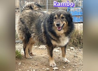 Rambo 01/22 - aktives Moppelchen sucht Diätpartner
