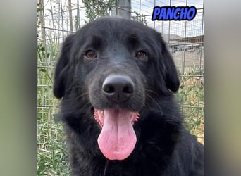 Pancho, 10/22 - schwarzes Bärchen sucht Familie