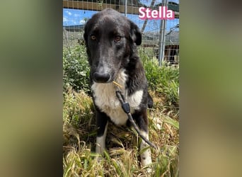 Stella, 01/24 - schüchterne Maus sucht Familie