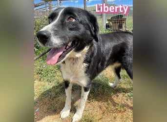Liberty, 09/21 - treue Hündin sucht ihre Menschen