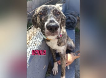 Voula, 10/25 - sanfte Seele sucht Familie