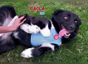 Paola - Ein Hund für Strandspaziergänge