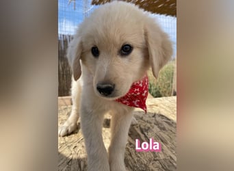 Lola, 02/26 - Wuschelchen sucht Körbchen