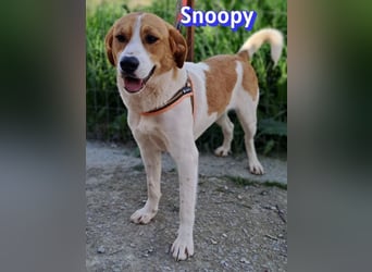 Snoopy, 04/25 - sucht seinen Charlie Brown