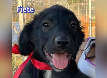 Fiete, 05/26 - süßer Wuschel sucht Familie