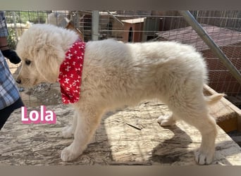 Lola, 02/26 - Wuschelchen sucht Körbchen