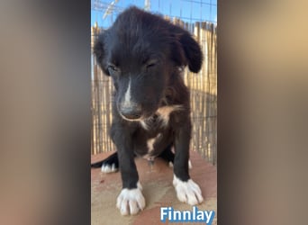 Finnlay, 05/26 - Schwarzköpfchen sucht Familie