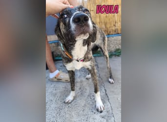 Voula, 10/25 - sanfte Seele sucht Familie