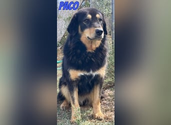 Paco, 10/22 - hübscher Rüde sucht 2te Chance