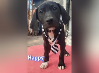 Happy - sozial und verschmust