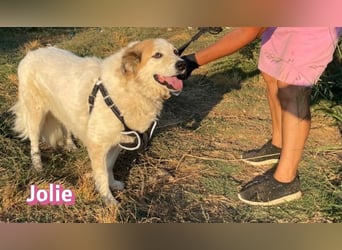 Jolie, 08/24 - ruhige Begleiterin sucht ihre Menschen