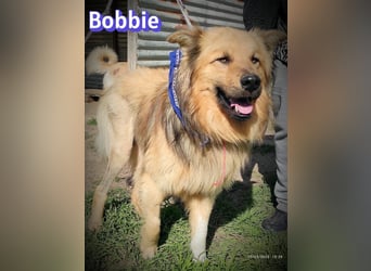 Bobbie - lebensfroher Kämpfer sucht sein Zuhause