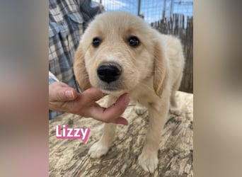 Lizzy, 02/26 - sucht eine schöne Kindheit