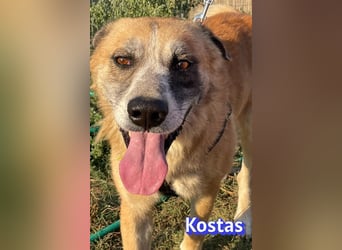 Kostas, 08/20 - ruhiger Rüde sucht Familie