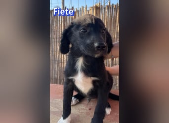 Fiete, 05/26 - süßer Wuschel sucht Familie