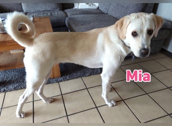 Mia - sozial, aktiv und verschmust; Notfall!!!