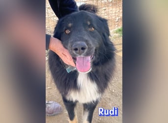 Rudi - Wuschelchen sucht Kuschelkörbchen