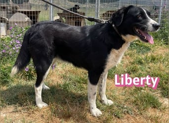 Liberty, 09/21 - treue Hündin sucht ihre Menschen