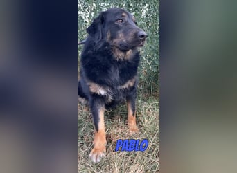 Pablo, 10/22 - ruhiger Rüde sucht Familie