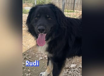 Rudi - Wuschelchen sucht Kuschelkörbchen