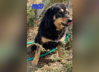 Paco, 10/22 - hübscher Rüde sucht 2te Chance