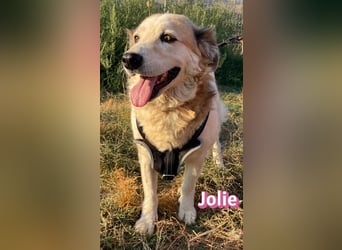 Jolie, 08/24 - ruhige Begleiterin sucht ihre Menschen