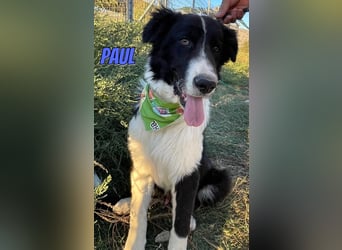 Paul, 10/25 - süßer Plüscher sucht Familie