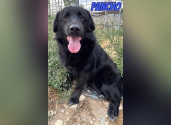 Pancho, 10/22 - schwarzes Bärchen sucht Familie