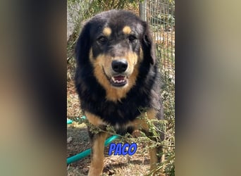 Paco, 10/22 - hübscher Rüde sucht 2te Chance