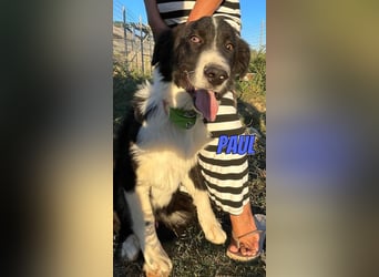 Paul, 10/25 - süßer Plüscher sucht Familie