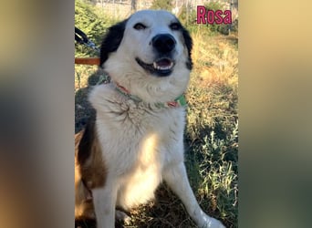 Rosa, 12/23 - sanfte Seele sucht Zuhause