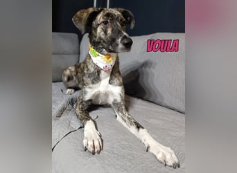 Voula, 10/25 - sanfte Seele sucht Familie