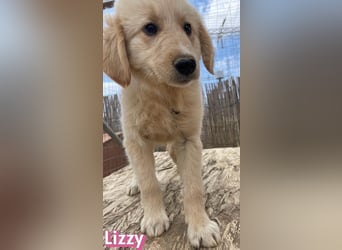 Lizzy, 02/26 - sucht eine schöne Kindheit
