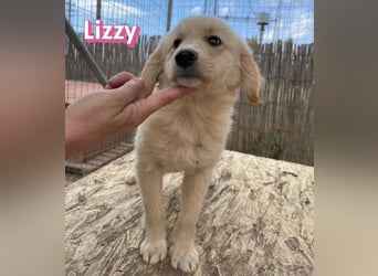 Lizzy, 02/26 - sucht eine schöne Kindheit