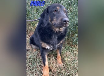 Pablo, 10/22 - ruhiger Rüde sucht Familie