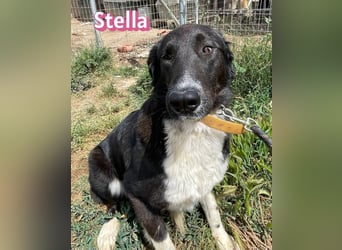 Stella, 01/24 - schüchterne Maus sucht Familie
