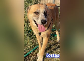 Kostas, 08/20 - ruhiger Rüde sucht Familie