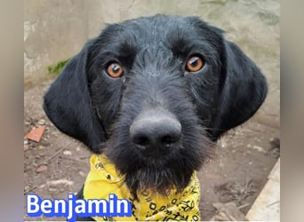 Benjamin - Verlorenes Herz sucht sein Glück