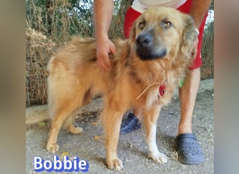 Bobbie, 08/23 - treuer Wuschel sucht Familie