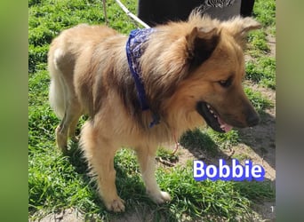 Bobbie - lebensfroher Kämpfer sucht sein Zuhause