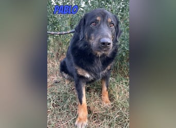 Pablo, 10/22 - ruhiger Rüde sucht Familie
