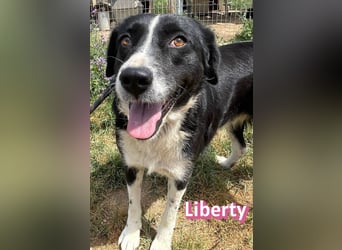 Liberty, 09/21 - treue Hündin sucht ihre Menschen