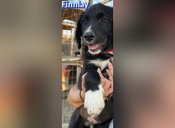 Finnlay, 05/26 - Schwarzköpfchen sucht Familie