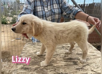Lizzy, 02/26 - sucht eine schöne Kindheit