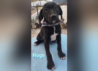 Hugo - sozial und verschmust