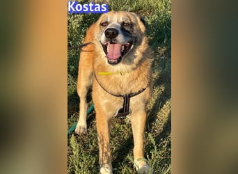 Kostas, 08/20 - ruhiger Rüde sucht Familie
